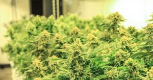 What Tilray's IPO means for “medicinal” cannabis companies?