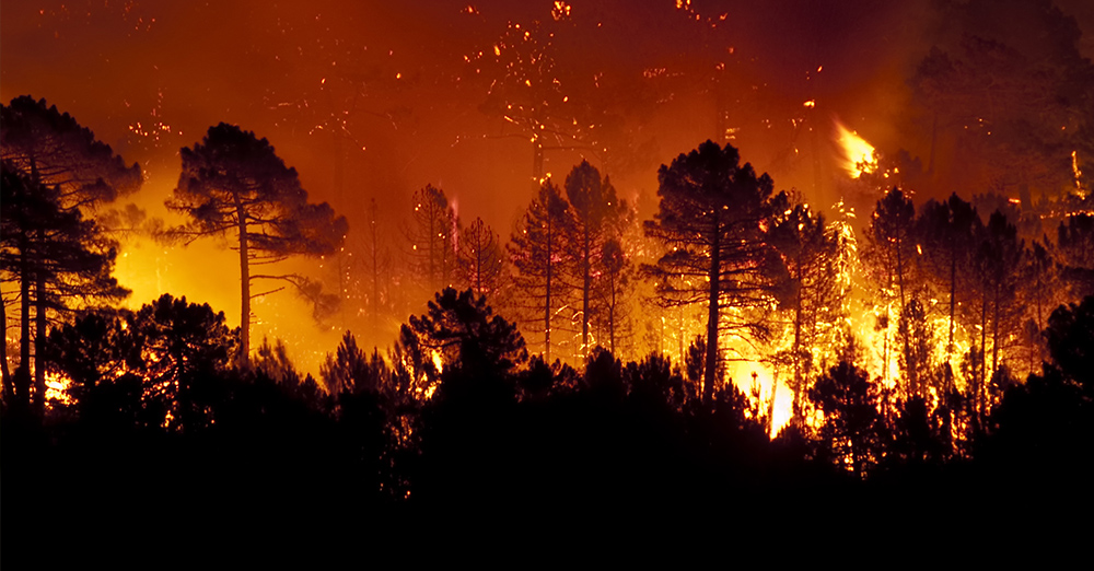 California Wildfires: Maintaining Compliant Cannabis Operations During Natural Disasters