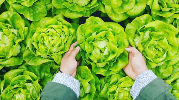 Agribusiness Industry Page