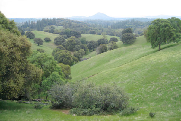 Amador County Marijuana Regulations