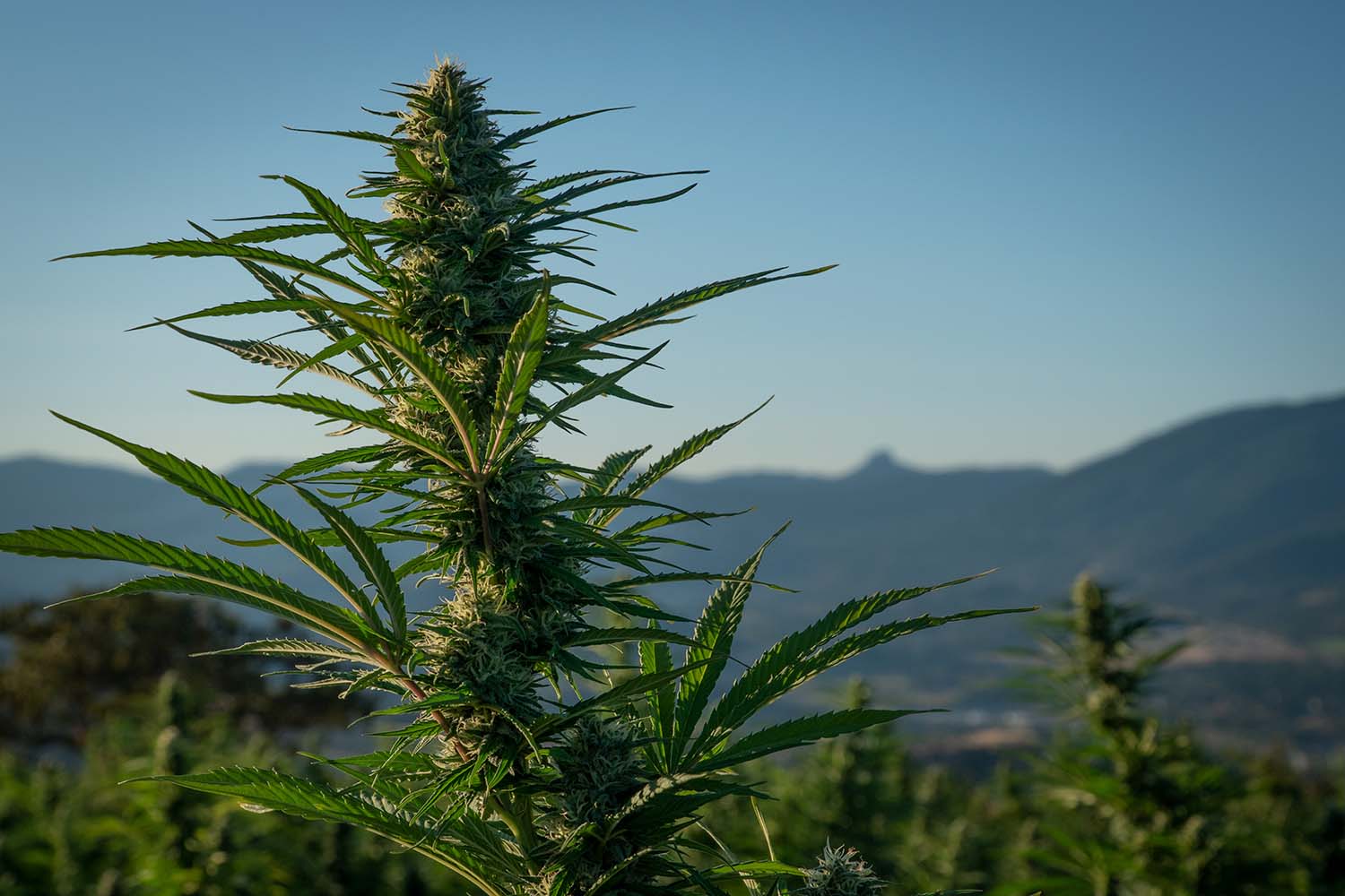 understanding-the-legal-basis-for-california-s-cannabis-appellations-of