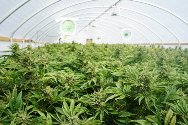 Mendocino County Commercial Cannabis Cultivation Permit