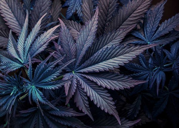 California Department of Cannabis Control Releases Proposed Emergency Regulations