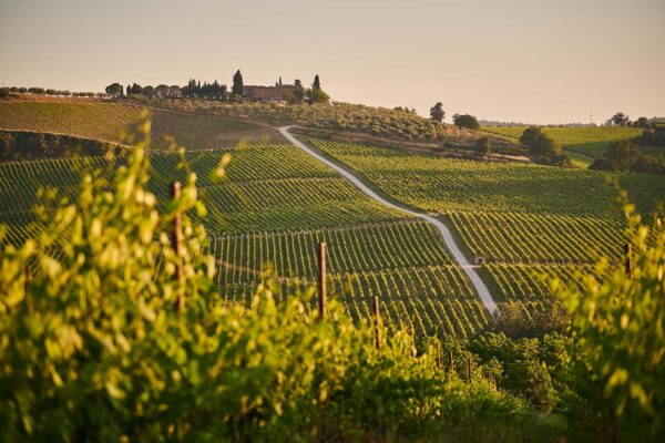 Petitioning the TTB for the Establishment of a New American Viticultural Area (AVA)