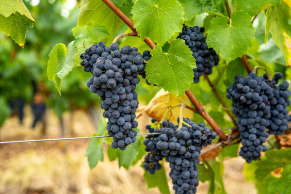 Grape Purchase Agreements are a type of contract governing the transaction between winemakers and third-party grape growers.