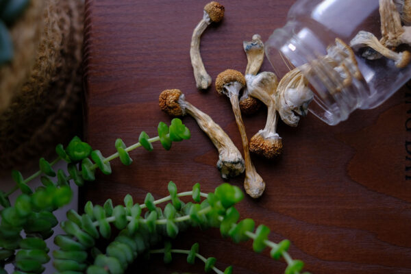 Oregon Psilocybin Services also requires manufacturers to include a Product Information Document when they move any psilocybin product to licensed service centers.