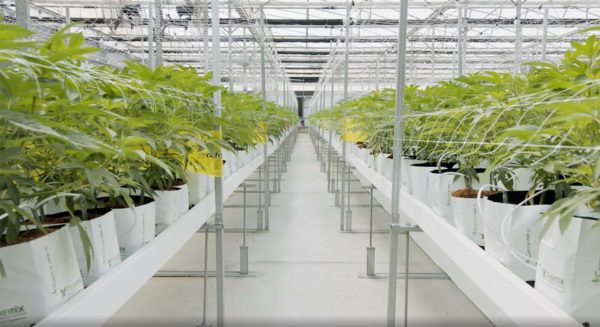 Rogoway Law Group | California Cannabis Lawyers