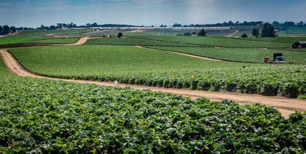 Our agribusiness attorneys represent growers, ranchers, processors, packers, marketers, distributors, lenders, investors and ancillary services in food, wine, cannabis, and hemp.