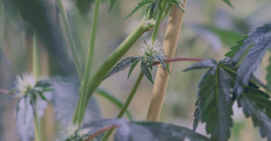 california cannabis lawyers website