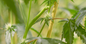 california cannabis lawyers website