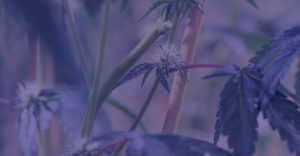 california cannabis lawyers website
