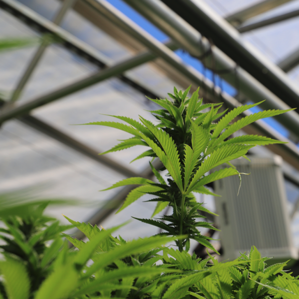 Cannabis Law