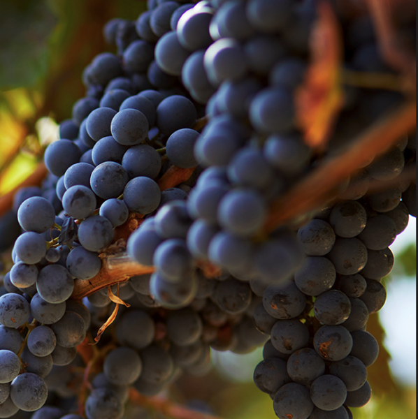 Wine Law
