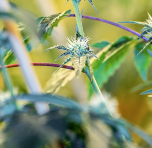 california cannabis lawyers website