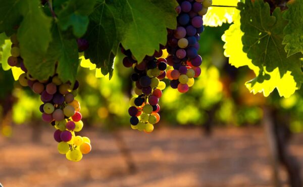 Type 02, Type 17/20, and Type 85 Licensing Considerations for California Wineries