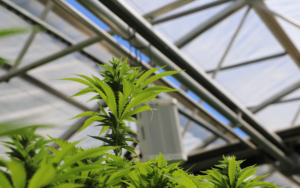Article 1 | Definitions from the CalCannabis Cultivation Licensing Regulations.