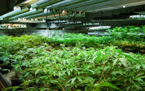 Cannabis cultivation site requirements.