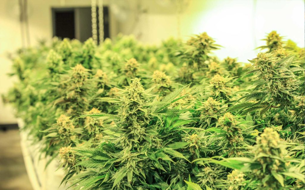 California's Best Cannabis Lawyers | Rogoway Law Group
