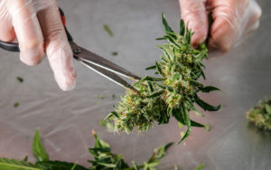 Bureau of Cannabis Control Cannabis Microbusiness Regulations in California