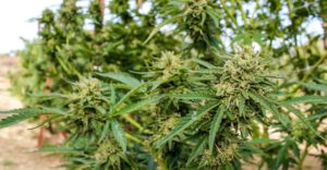california cannabis lawyers website