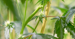 california cannabis lawyers website